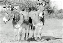 Donkeys Crediton Devon Praktica Nova 1977_01_17.jpg Donkeys Crediton Devon Praktica Nova 1977_01_17.jpg