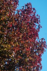 Liquid Amber Test V80-200+PoL.jpg