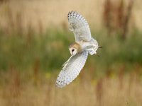 20240714-O7149627.jpg 20240714-O7149627.jpg