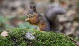 Red original 5600 iso.jpg