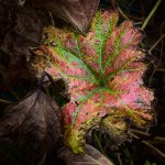 JPEG - 800px for web use_gms_20241102_7533089 1.jpg