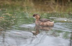 14-11-2023 Little Grebe.jpg
