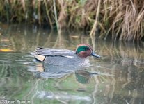 14-11-2023 Widgeon.jpg