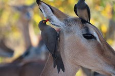 OXpeckerA.JPG