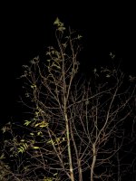 Night time tree.jpg