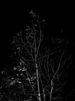 B&W Tree.jpg