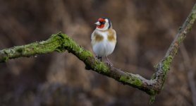 Goldfinch 22 Feb 24.jpg