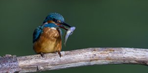 Kingfisher with food.jpg