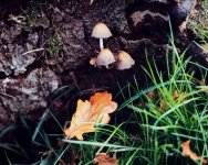 2411BPLXCS32 Mushrooms.jpg 2411BPLXCS32 Mushrooms.jpg