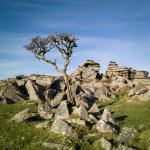 004 Kings Tor (Lone Tree) 02-1001219 PS Adj.JPG