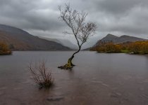 treeLEsmall.jpg treeLEsmall.jpg