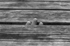 fingus 1.jpg fingus 1.jpg