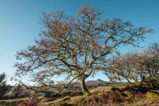 024 Tree on Middleworth FarmBoundary 01-3014 PS Adj.JPG