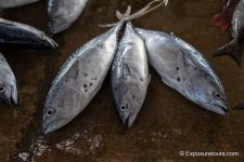 DSC_6666.jpg DSC_6666.jpg