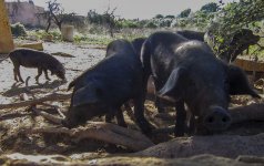 Piglets.jpg Piglets.jpg