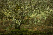 002 Old Man's Beard on way to Wistman's Wood 01-1001272 PS Adj.JPG