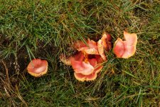 002 Orange Peel Fungus 01-9038 PS Adj.JPG