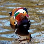 Colourful 1.jpg Colourful 1.jpg