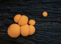 Tubifera-ferruginosa-sml.jpg Tubifera-ferruginosa-sml.jpg