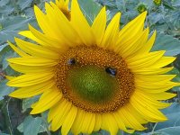 Smiling Sunflower 2.jpg