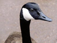 Canada Goose.jpg Canada Goose.jpg