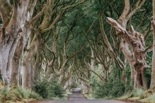 The+Dark+Hedges.jpg The+Dark+Hedges.jpg