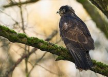 2025-02-02 08.35.40 (DSC08532).jpg