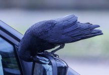 ER7_3867_1500.jpg ER7_3867_1500.jpg