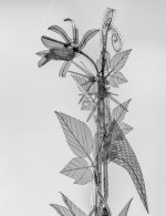 Week 6 - Silhouette 1.JPG