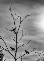 Week 6 - Silhouette 4.JPG