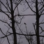 Kestrel silouhette.jpg