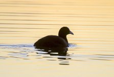 Coot.jpg