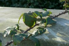 P1000533bramble.jpg P1000533bramble.jpg