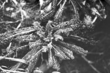 FILM B&W 5.jpg FILM B&W 5.jpg