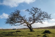 017 Lone Tree 01-1990583 PS Adj upload.JPG