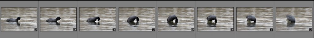 filmstrip coot dive.jpg