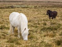 018 Ponies nr Haytor Quarry Entrance 01-1002556 PS Adj Upload.JPG