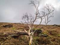 015 Split Tree on Disused Tramway 01-1002200 PS Adj Upload.JPG