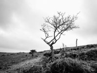 014 Lone Tree on Disused Tramway 01-1002197 PS Adj B&W Upload.JPG