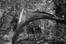 2106CPMXBW23 Bent tree ORWO.jpg