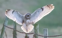 )!03-25 rossaal shorty 45.jpg )!03-25 rossaal shorty 45.jpg