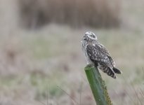 )!03-25 rossaal shorty 33.jpg )!03-25 rossaal shorty 33.jpg