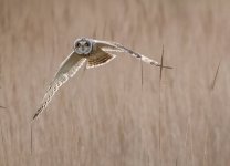 )!03-25 rossaal shorty 18 2.jpg )!03-25 rossaal shorty 18 2.jpg