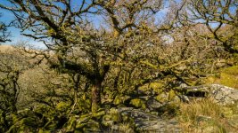 016 Wistman's Wood 02-1002289 PS Adj Upload.JPG