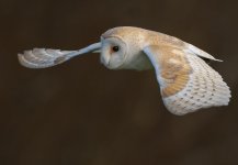 8-3-25 lunt barnie 4.jpg