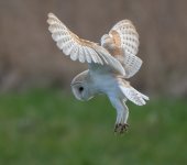 8-3-25 lunt barnie 12.jpg