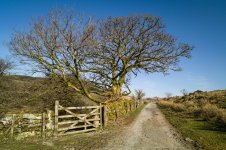 001 Bridleway to Wistman's Wood 01-1002259 PS Adj Upload.JPG