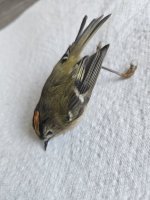 1000012302.jpg 1000012302.jpg