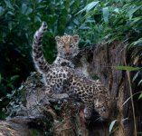 Week 11 - Animals.jpg