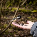 Week 11- Animals 5.JPG